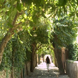 tree canopy on sidewalk