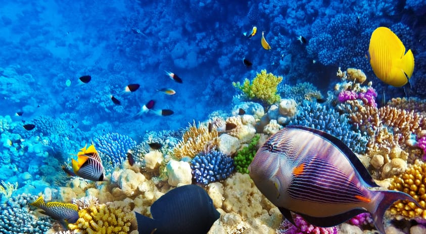 Coral Fish