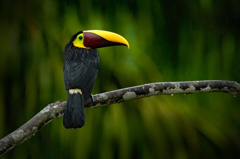 Toucan Costa Rica Cruise