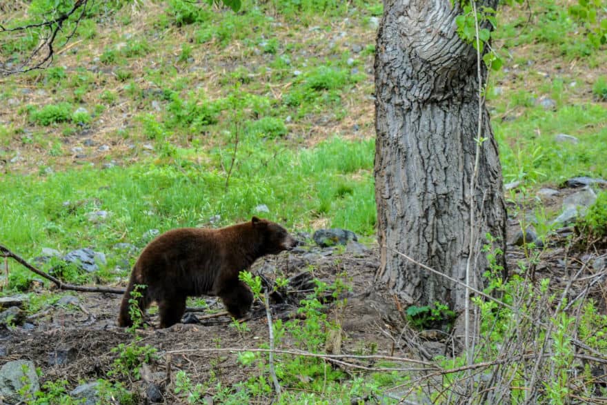 Haines bear Alaska