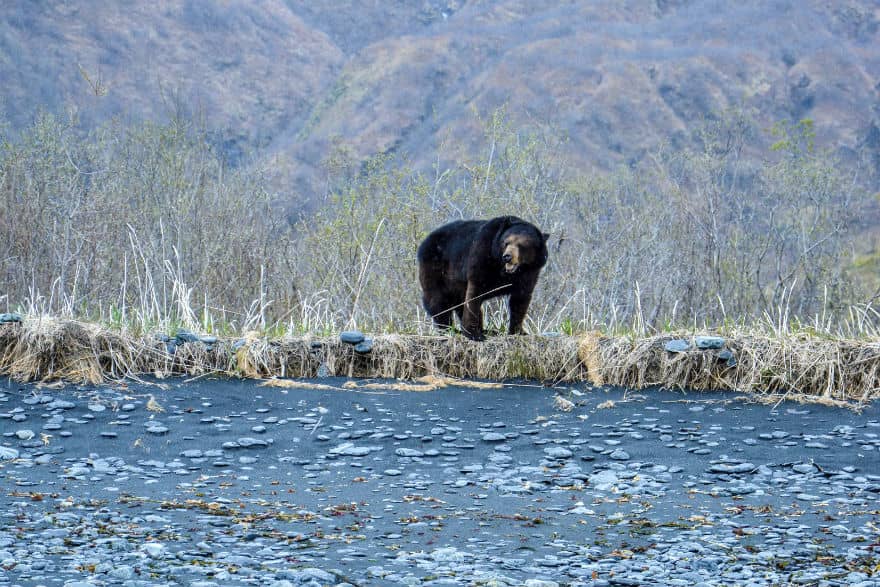 Kenai Fjords bear Alaska