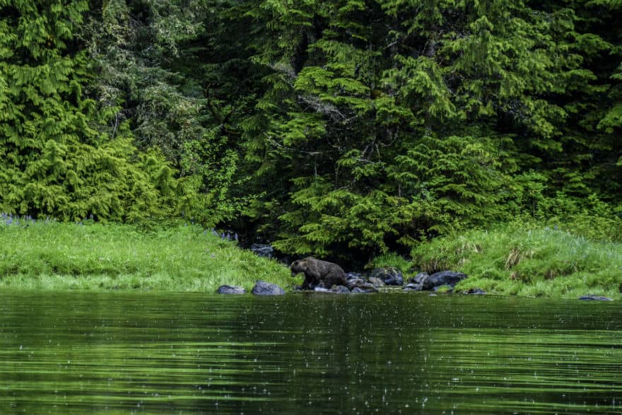 Misty Fjords Alaska Bear