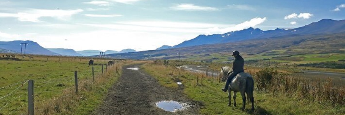Horse and rider in Iceland