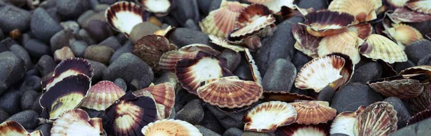 Coquilles Saint-Jacques on a beach
