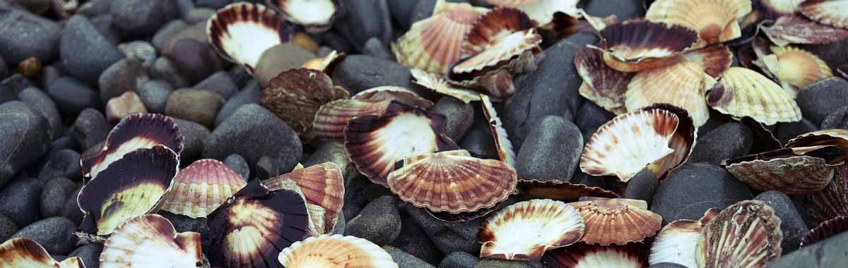 Coquilles Saint-Jacques on a beach