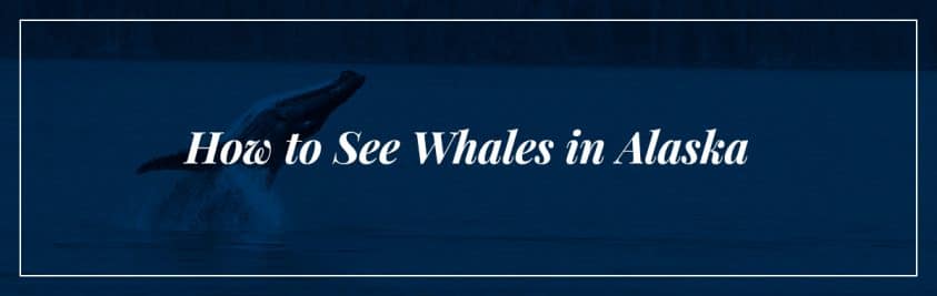 How to see whales in alaksa