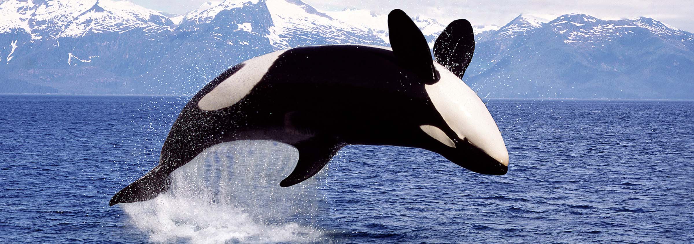 Whale Watching